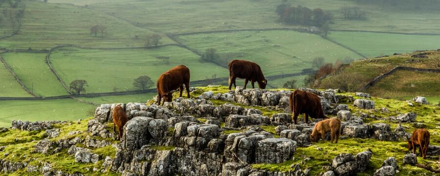 Cattle Grazing Dales