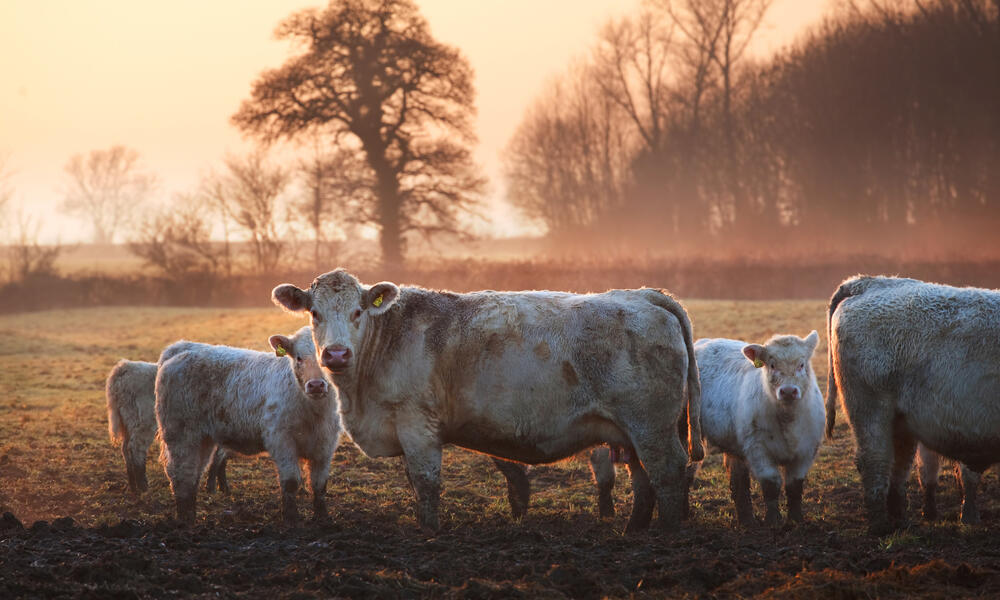 shorthorn cows in field 