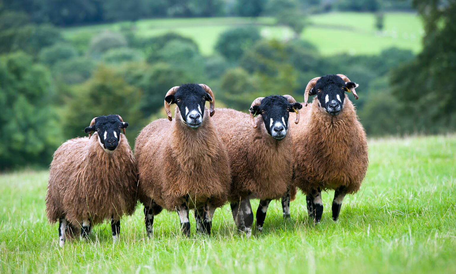 sheep bred in dales 