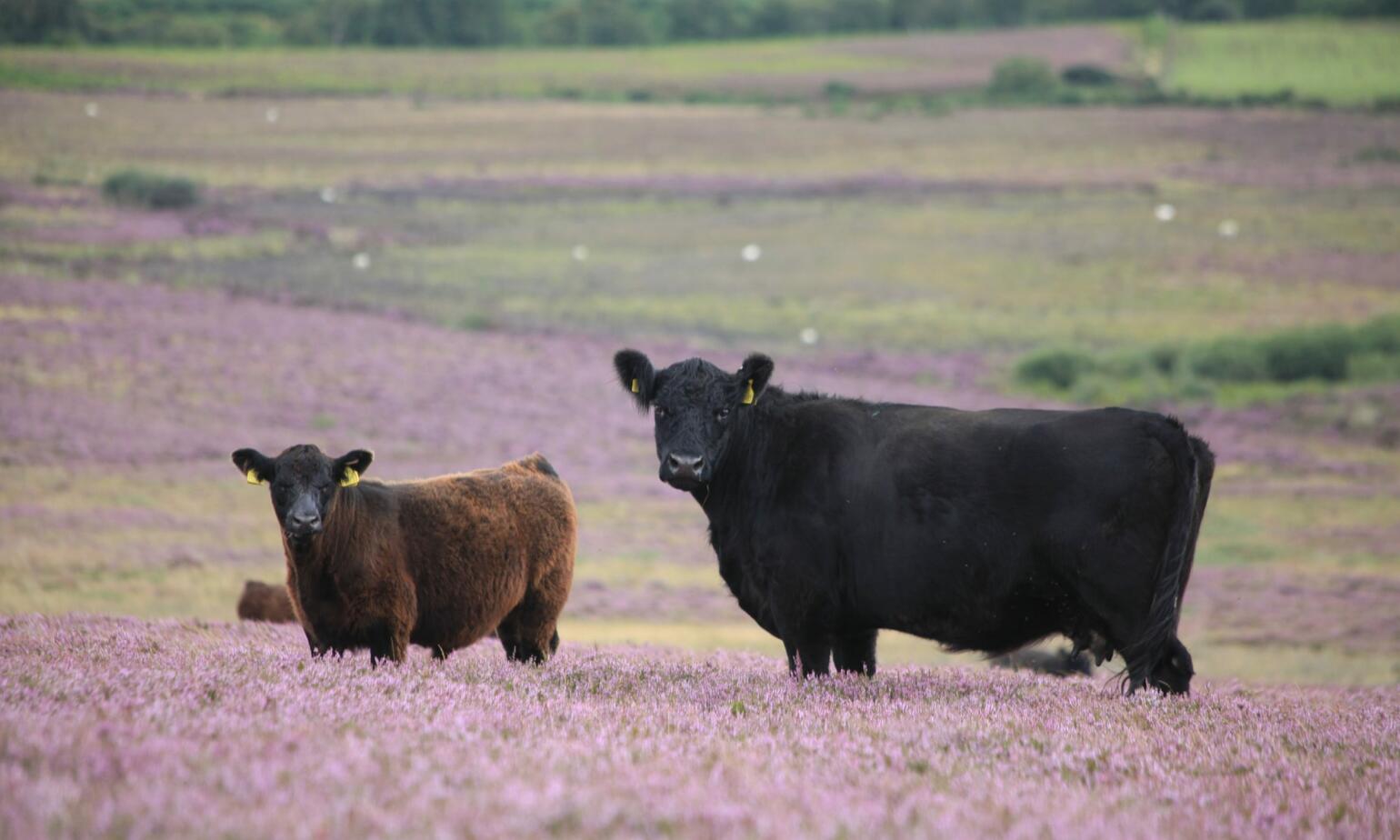 galloway herd on farm 
