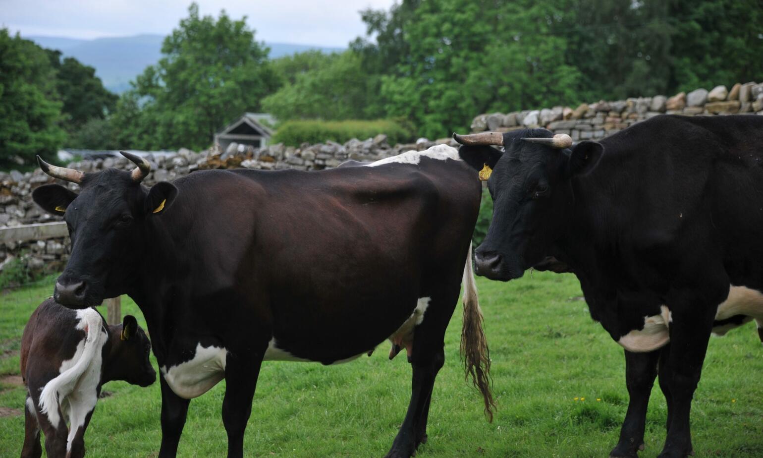 red meat acquiring cattle