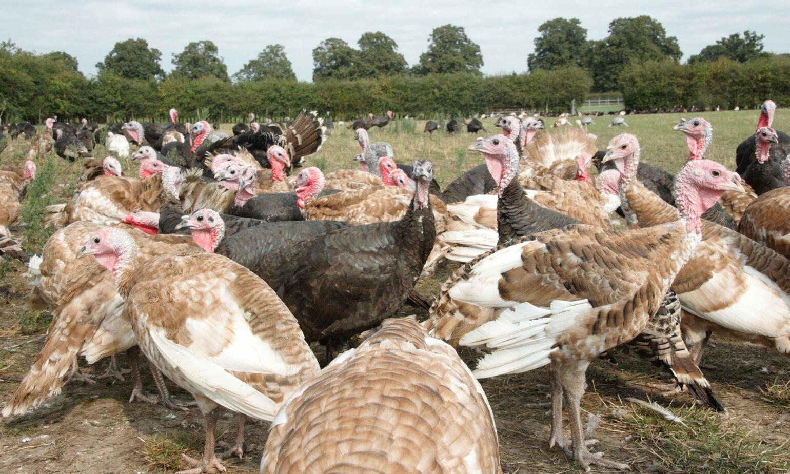 turkey farm
