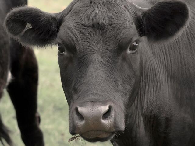 angus cow
