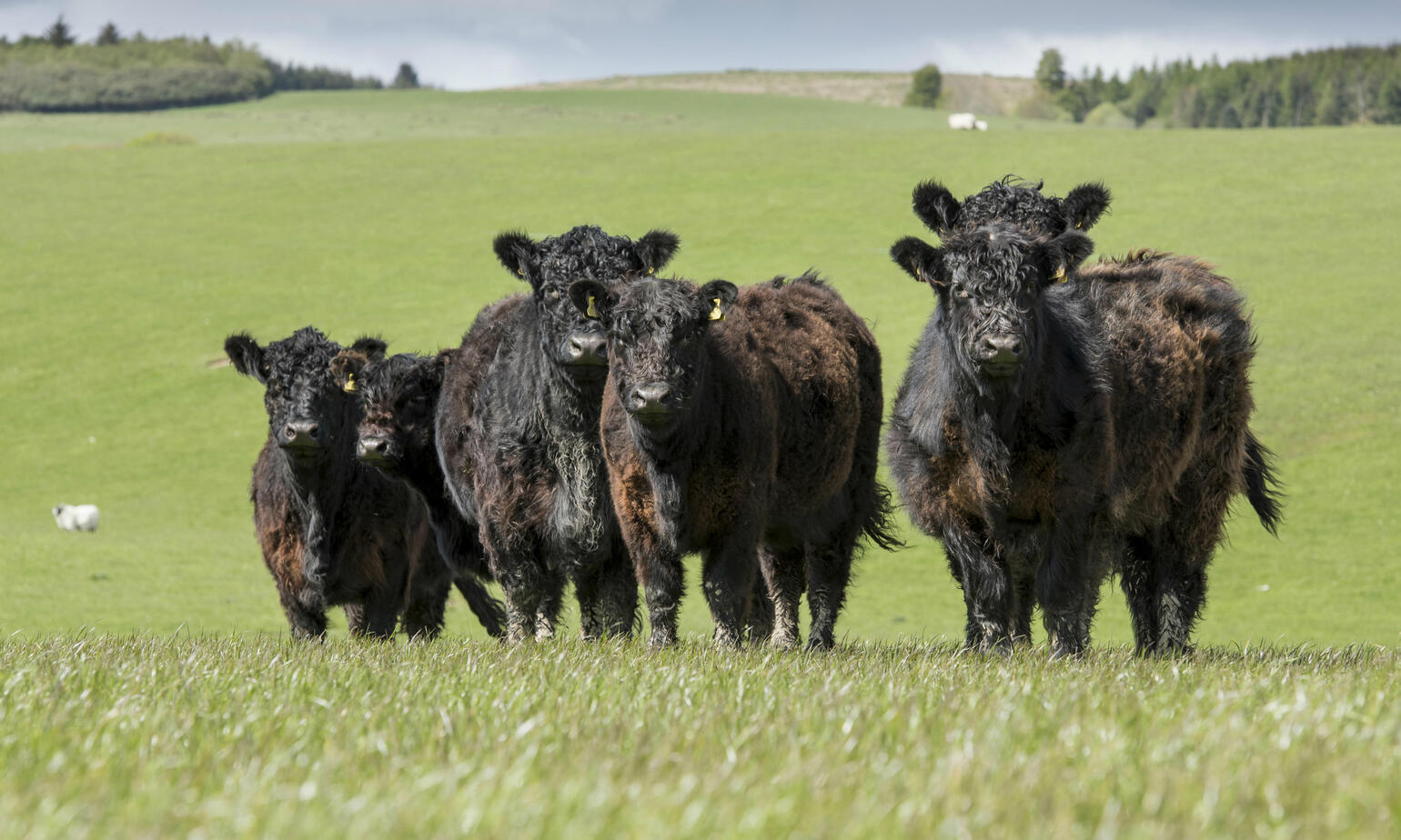 cow poster for veganism on field 