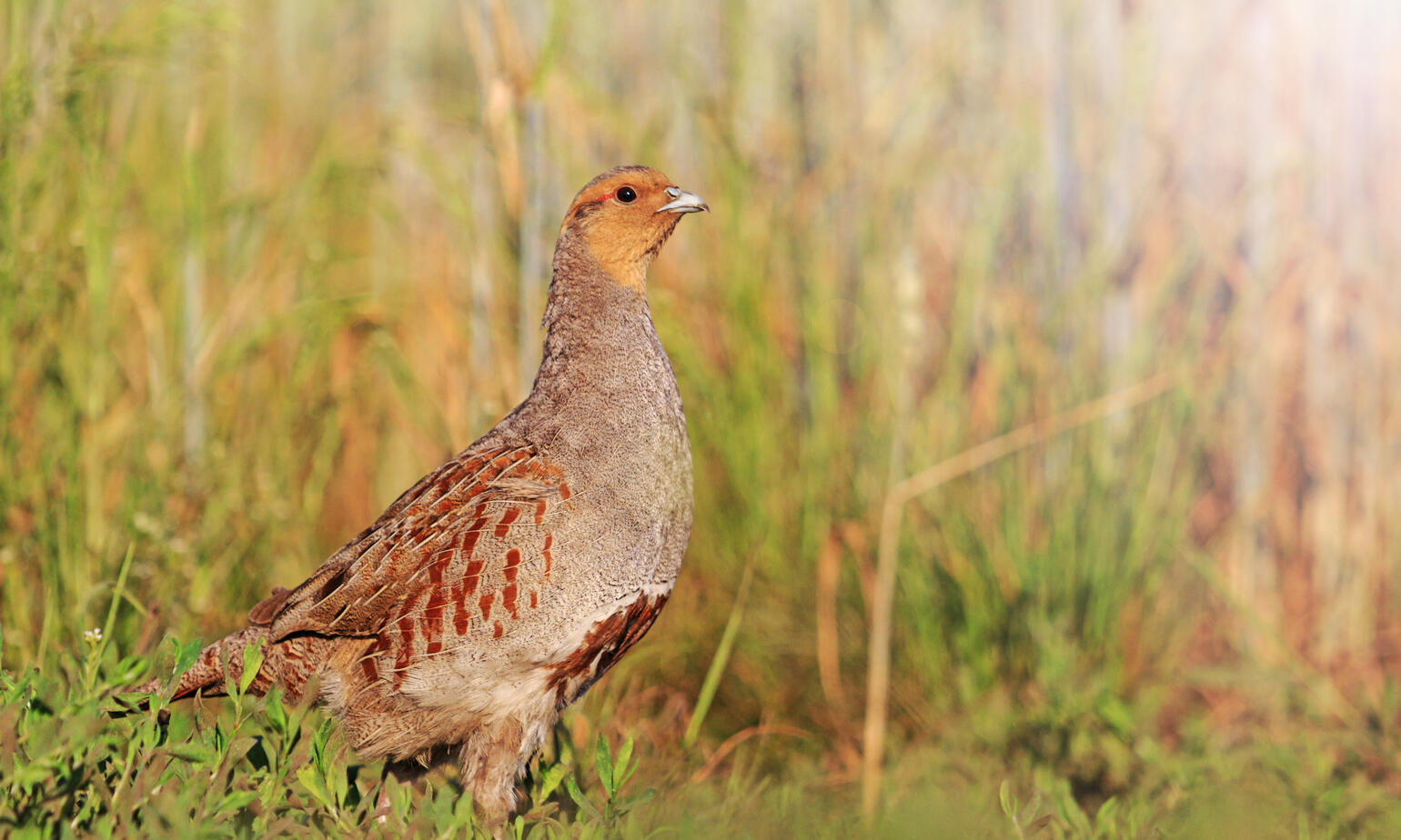 grey partridge bird 