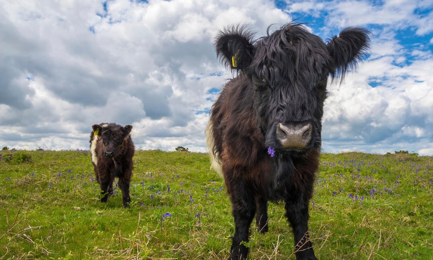 Pair of Black and White Cows on Dartmoor Moorland