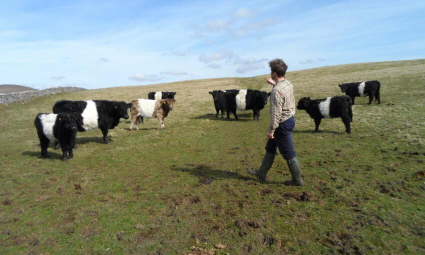 belted beef in dales 