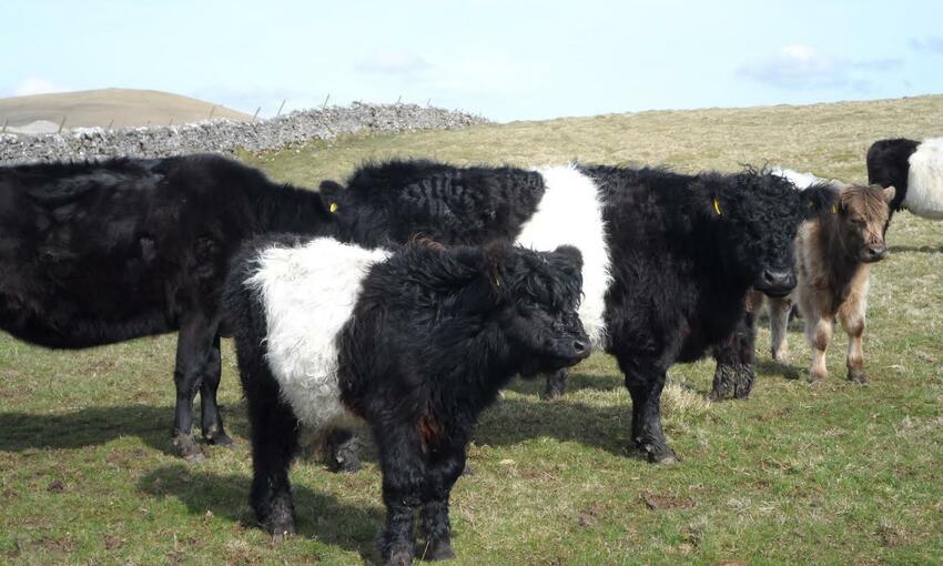 belted galloway cows in farm 