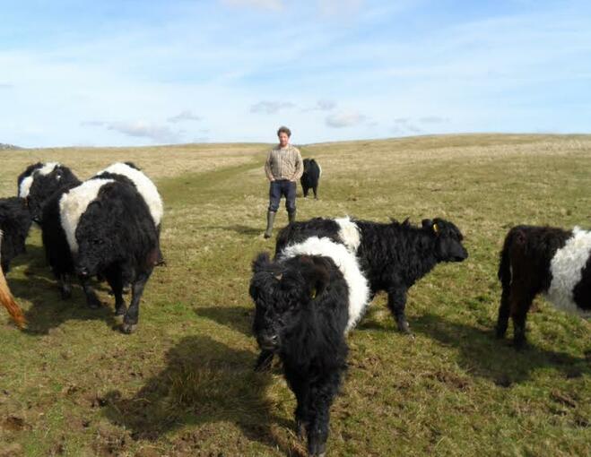 man with cows on field 