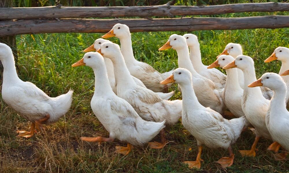 Gorgeous Goose: Christmas is Coming