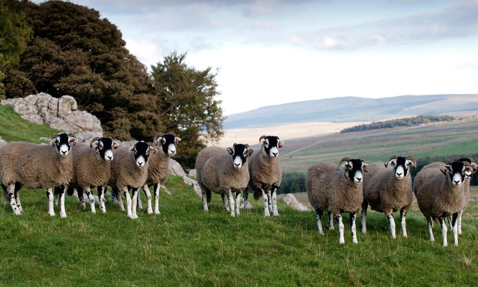 Swaledale Mutton