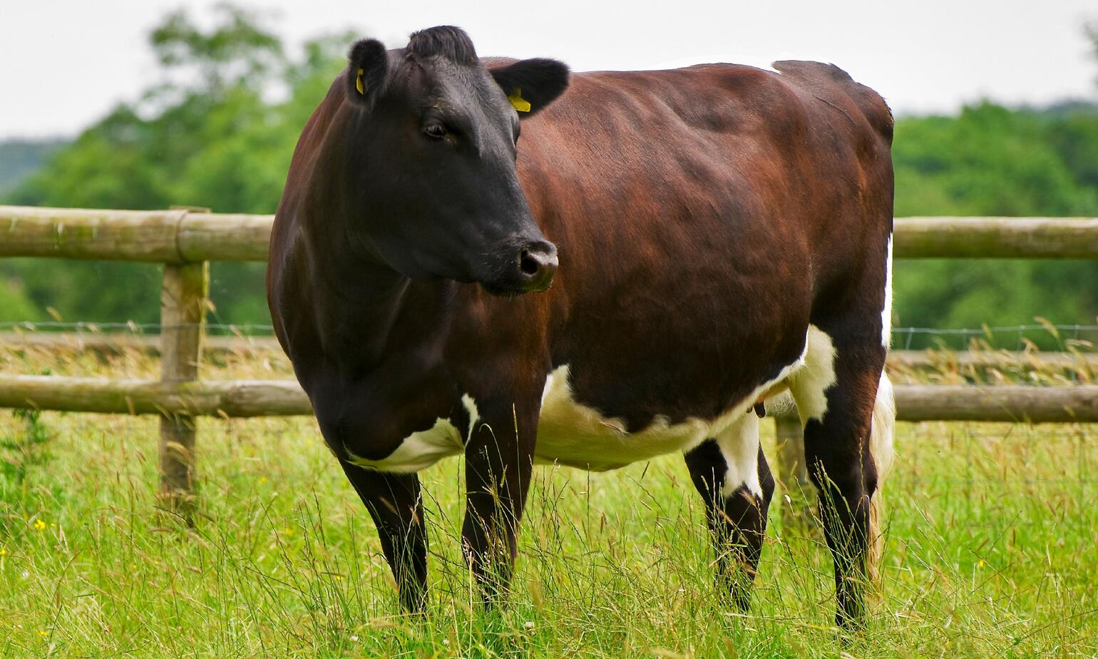 Gloucester cow in grassy field with wooden fence behind