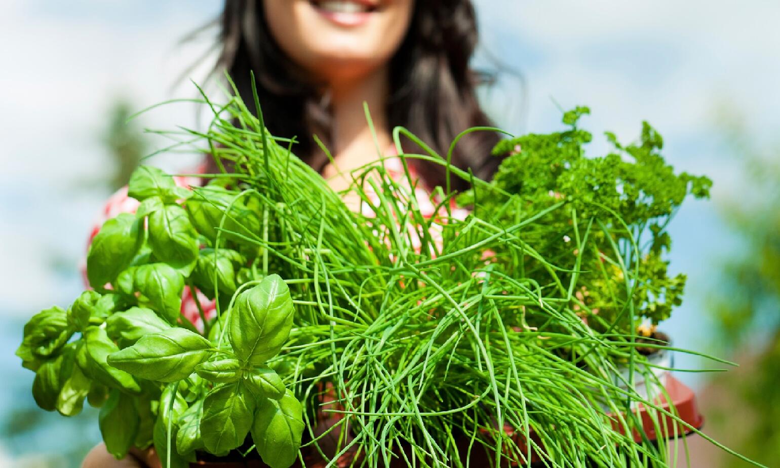 Gardening in summer - happy woman with different kind of fresh herbs
