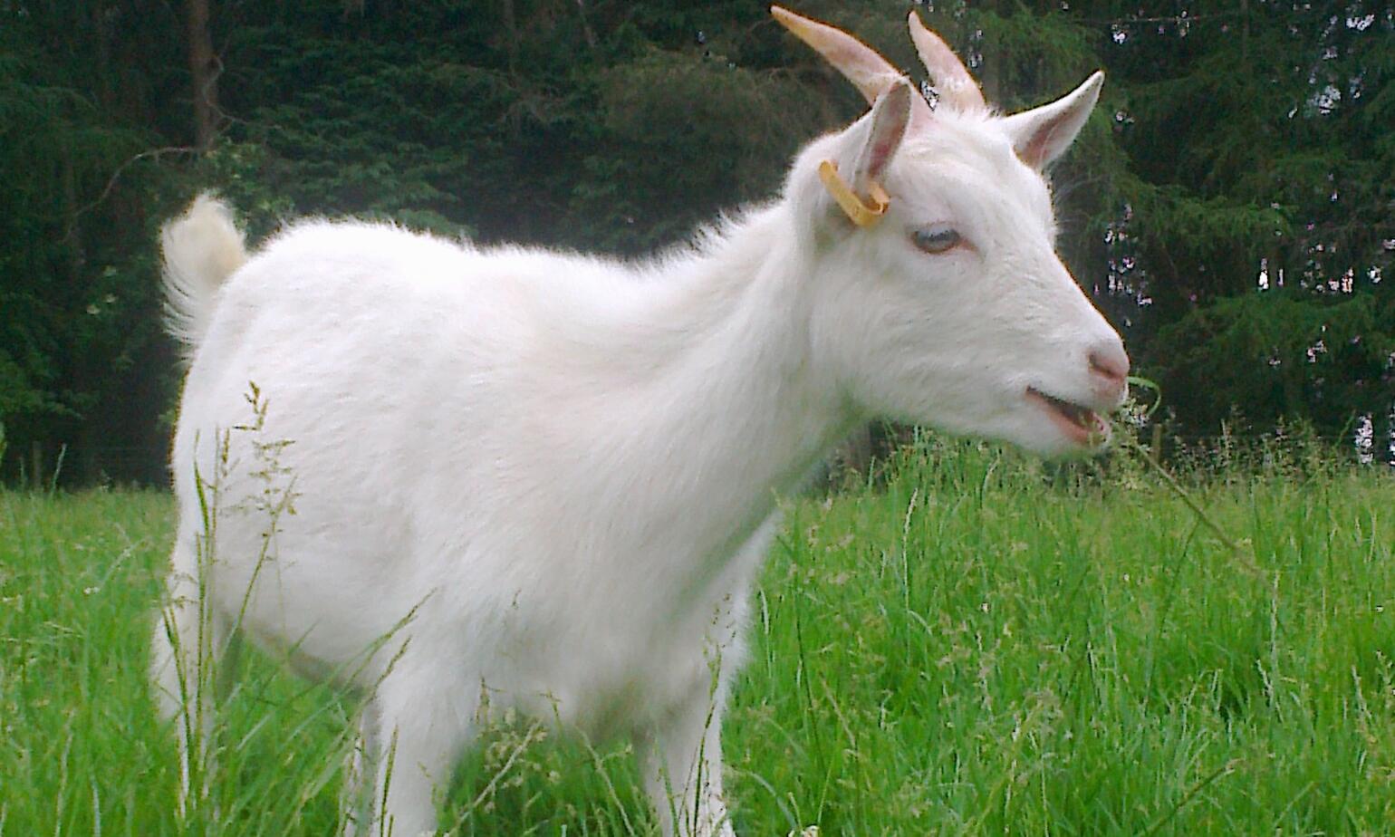 farmison & co new kid goat range