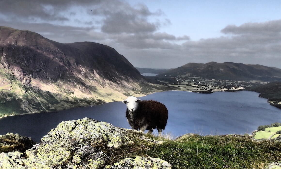 goat on a scenic landscape 