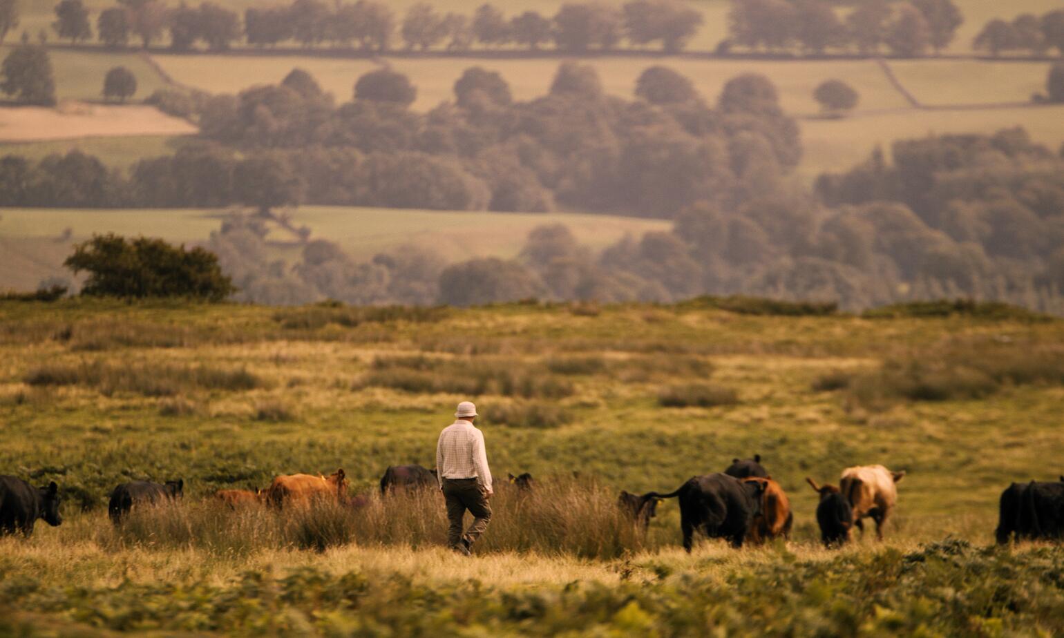 group of cows in field