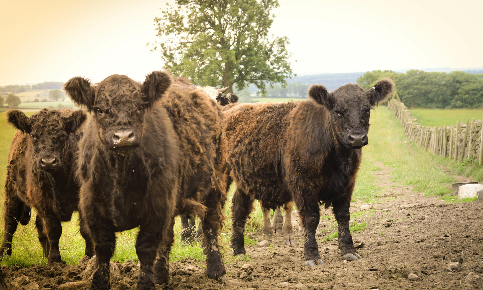 group of cows in nook farm 