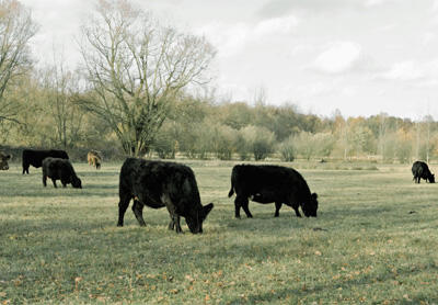 galloway cows 
