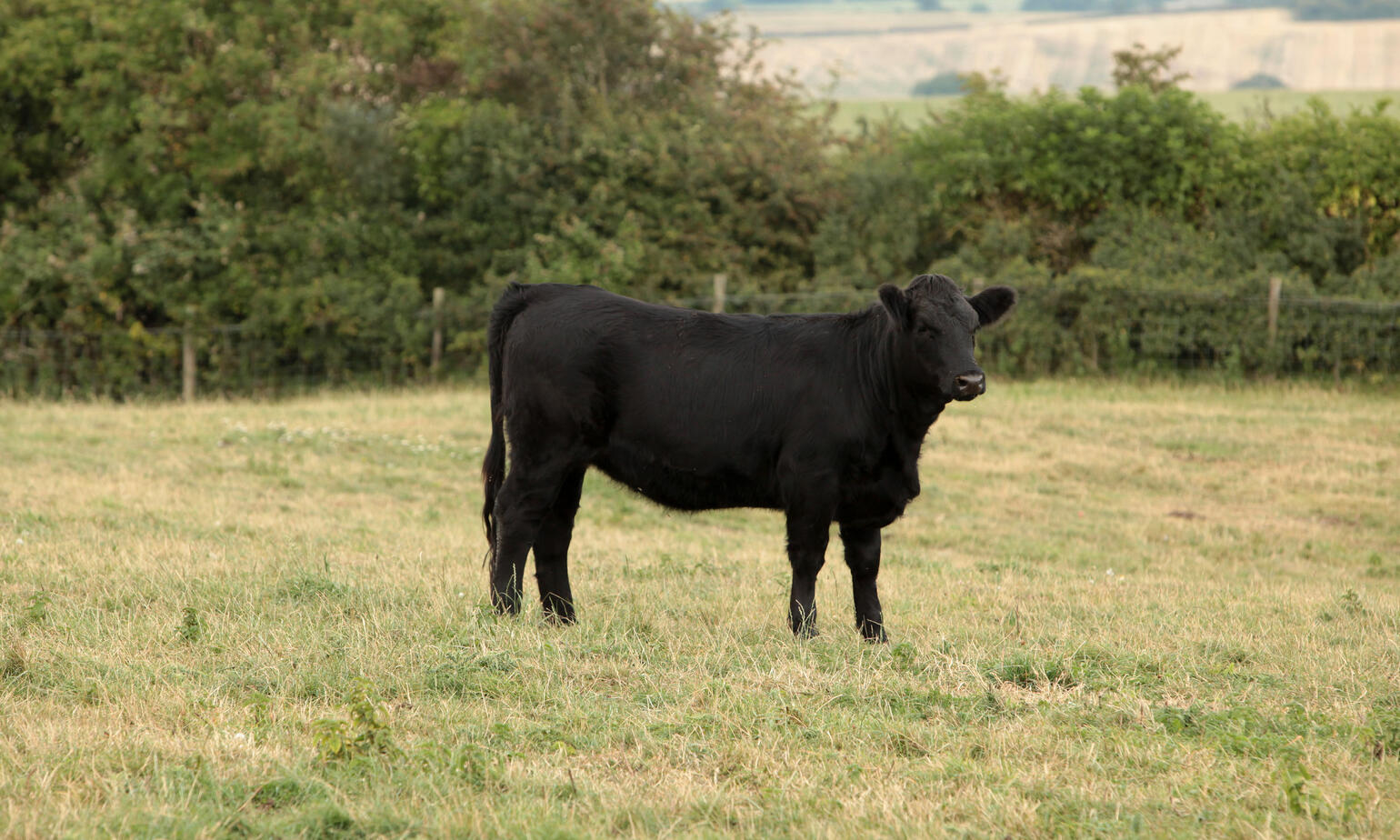 dexter cattle on field