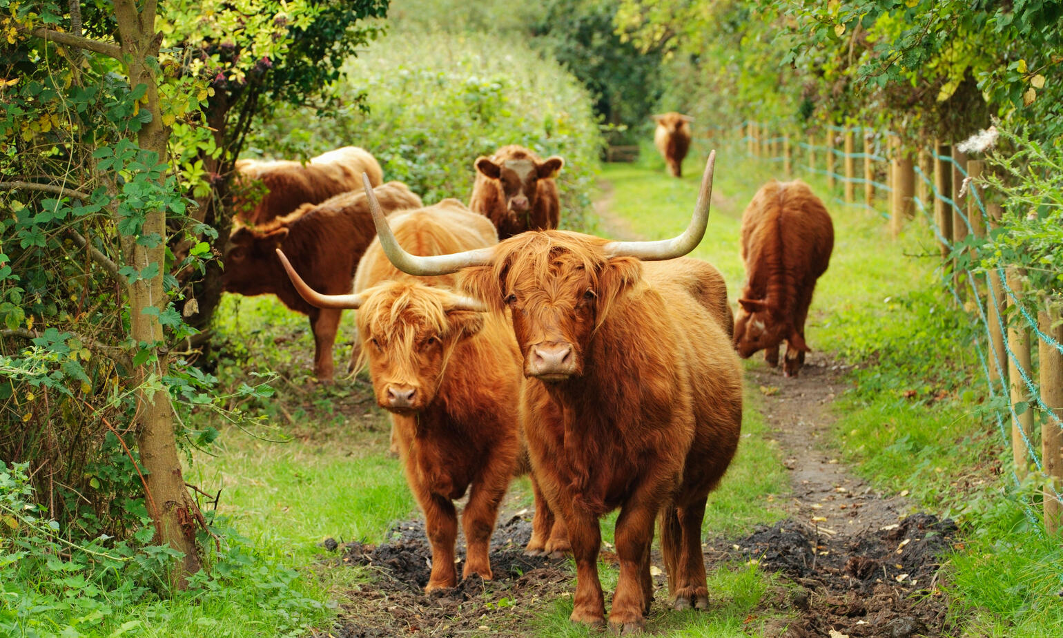 highlands cow breed for bbw