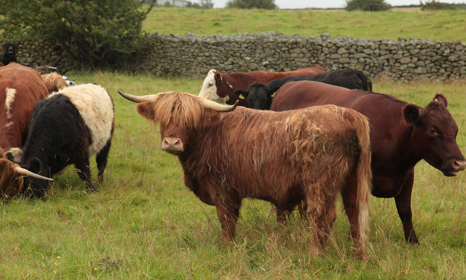 holker estate farm visit 