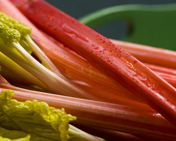 rhubarb