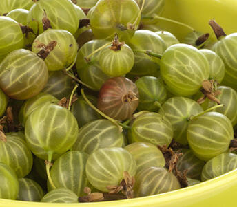 gooseberries 