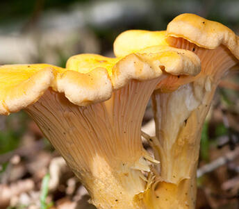 scottish girolle mushroom 